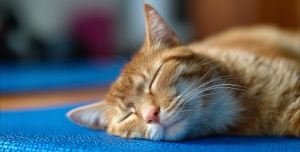 Chat roux dormant sur un tapis rafraîchissant pendant une période de canicule Chat de couleur rousse endormi sur un tapis rafraîchissant bleu pendant une journée de canicule