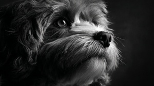 Chien représenté en photographie noir et blanc, regard attentif