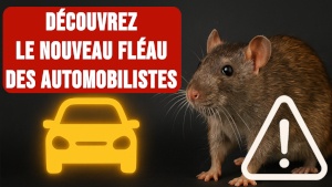 Un rat posé sur le moteur ouvert d’un véhicule, illustrant les risques de dommages causés aux voitures.