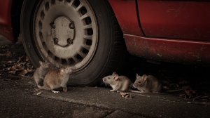 Quatre rats sous une voiture près d’un pneu, attirés par la chaleur et les câbles du véhicule